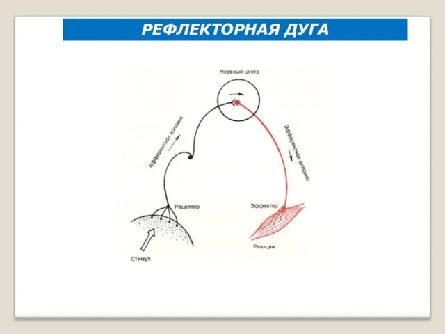 РЕФЛЕКТОРНАЯ ДУГА