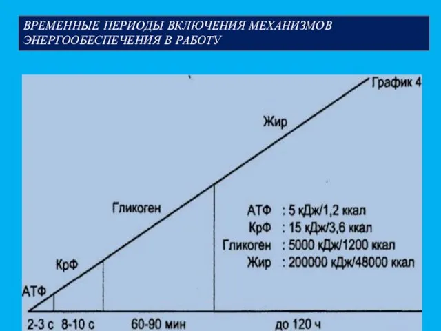 ВРЕМЕННЫЕ ПЕРИОДЫ ВКЛЮЧЕНИЯ МЕХАНИЗМОВ ЭНЕРГООБЕСПЕЧЕНИЯ В РАБОТУ