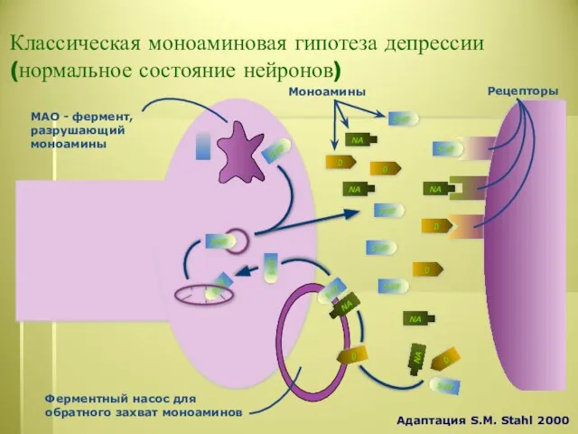 Классическая моноаминовая гипотеза депрессии (нормальное состояние нейронов) Ферментный насос для обратного