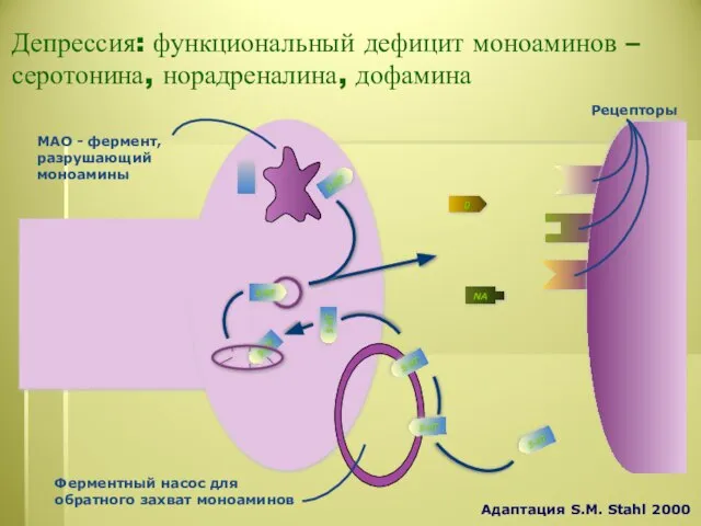 Депрессия: функциональный дефицит моноаминов – серотонина, норадреналина, дофамина Ферментный насос для