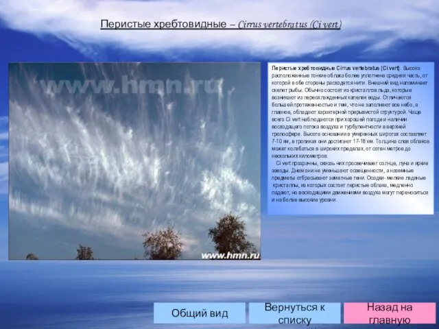 Перистые хребтовидные – Cirrus vertebratus (Ci vert) Перистые хребтовидные Cirrus vertebratus