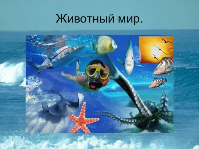 Животный мир.