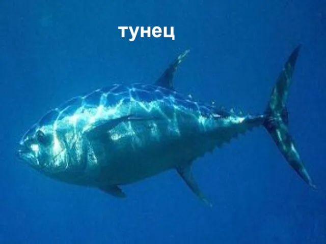 тунец