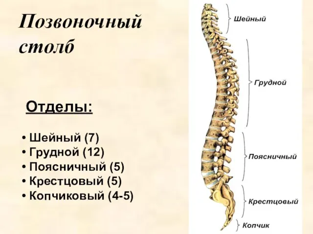 Позвоночный столб Отделы: Шейный (7) Грудной (12) Поясничный (5) Крестцовый (5) Копчиковый (4-5)