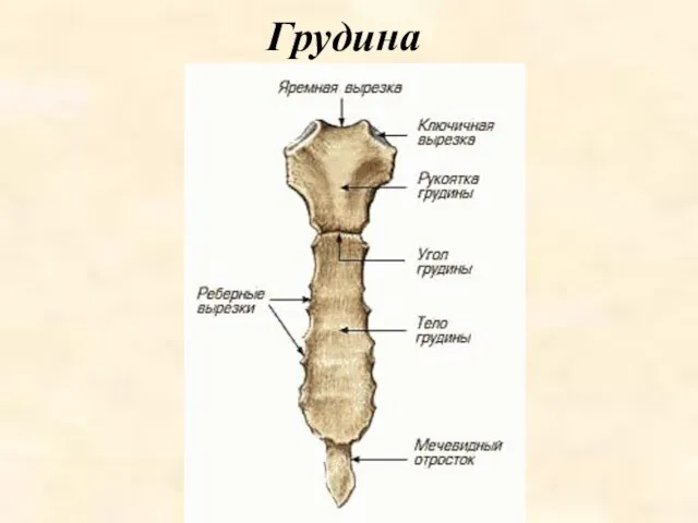 Грудина