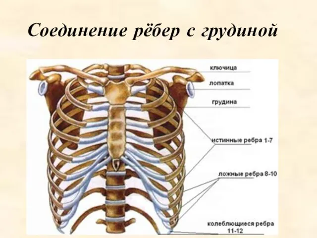 Соединение рёбер с грудиной