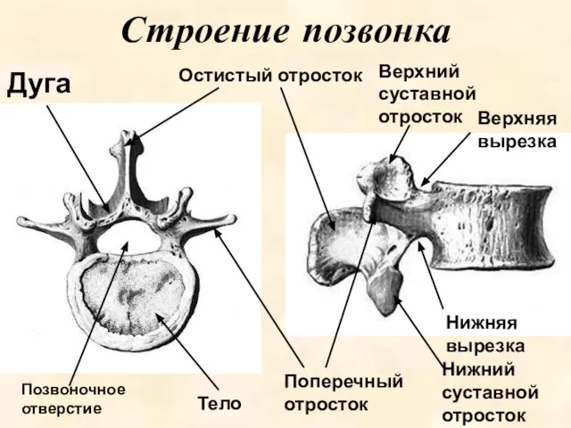 Строение позвонка Дуга Тело Позвоночное отверстие Остистый отросток Поперечный отросток Нижний
