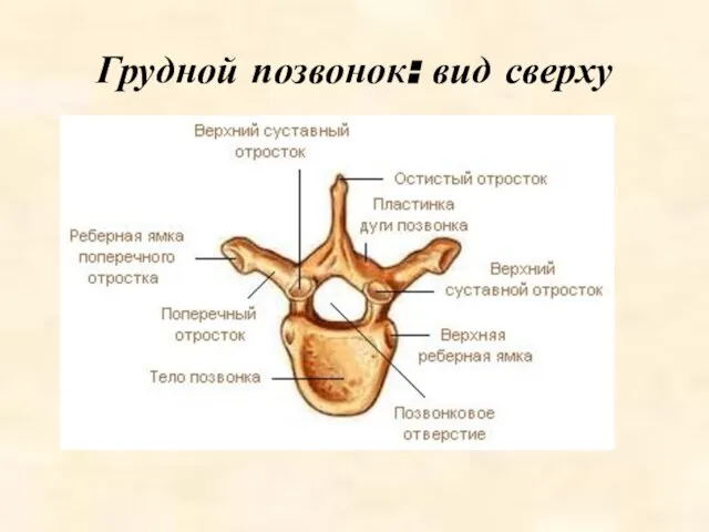 Грудной позвонок: вид сверху