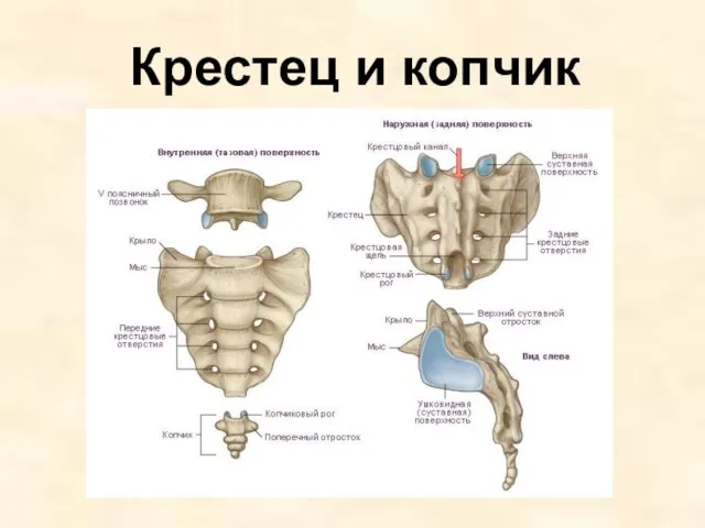 Крестец и копчик