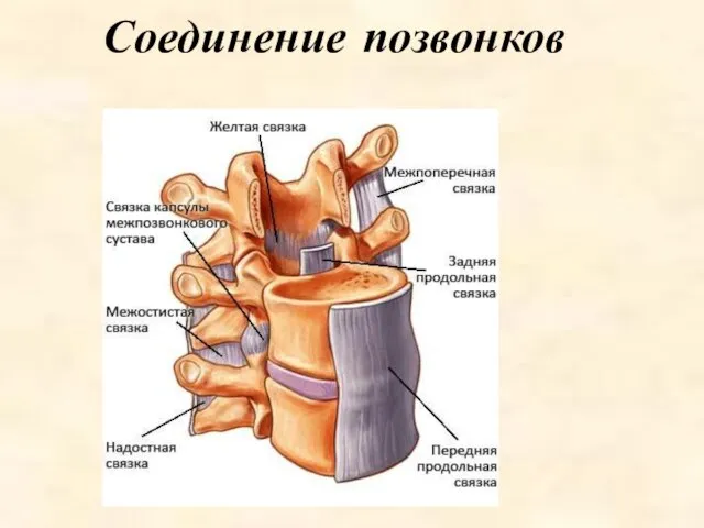 Соединение позвонков