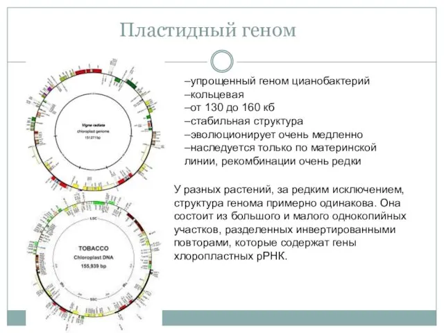 Пластидный геном –упрощенный геном цианобактерий –кольцевая –от 130 до 160 кб