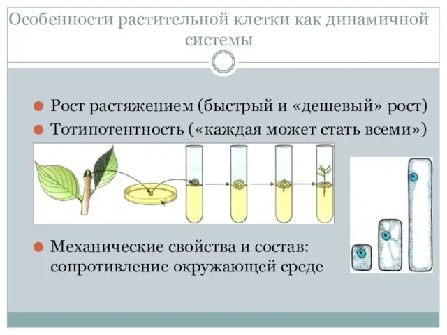 Особенности растительной клетки как динамичной системы Рост растяжением (быстрый и «дешевый»