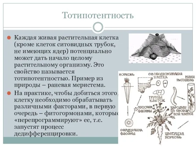 Тотипотентность Каждая живая растительная клетка (кроме клеток ситовидных трубок, не имеющих