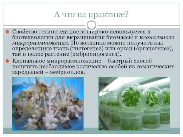 А что на практике? Свойство тотипотентности широко используется в биотехнологии для