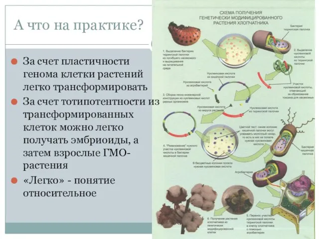 А что на практике? За счет пластичности генома клетки растений легко