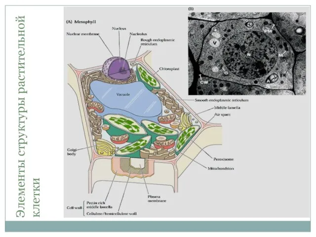 Элементы структуры растительной клетки