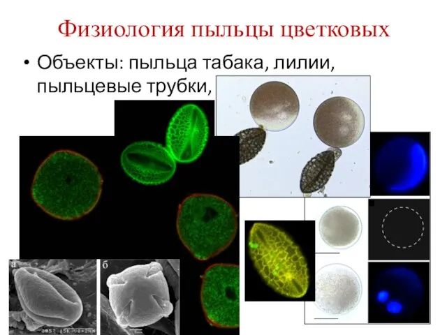 Объекты: пыльца табака, лилии, пыльцевые трубки, протопласты Физиология пыльцы цветковых