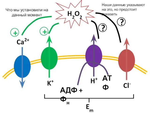 Ca2+ K+ АДФ + Фн АТФ H+ Cl- H2O2 + +