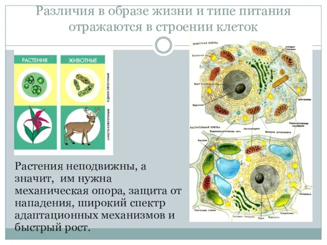 Различия в образе жизни и типе питания отражаются в строении клеток