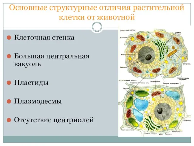 Основные структурные отличия растительной клетки от животной Клеточная стенка Большая центральная вакуоль Пластиды Плазмодесмы Отсутствие центриолей