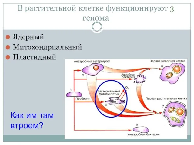 В растительной клетке функционируют 3 генома Ядерный Митохондриальный Пластидный Как им там втроем?