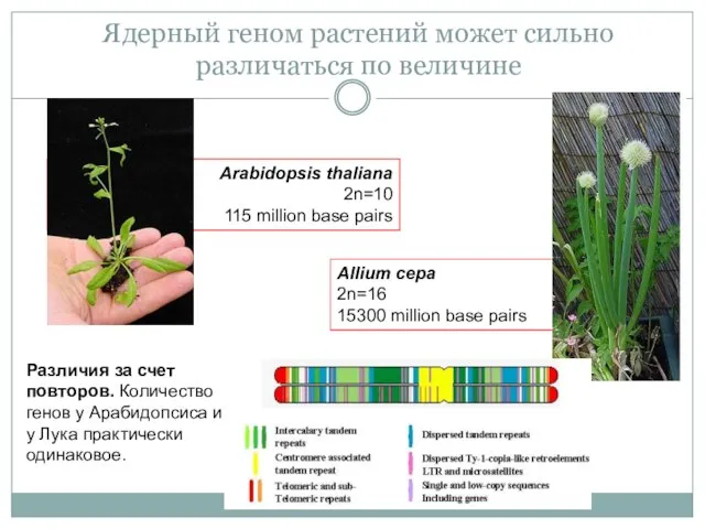 Ядерный геном растений может сильно различаться по величине Arabidopsis thaliana 2n=10