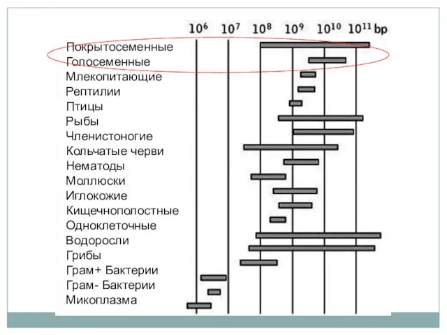 Покрытосеменные Голосеменные Млекопитающие Рептилии Птицы Рыбы Членистоногие Кольчатые черви Нематоды Моллюски