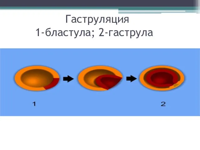 Гаструляция 1-бластула; 2-гаструла