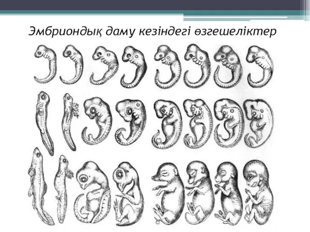 Эмбриондық даму кезіндегі өзгешеліктер