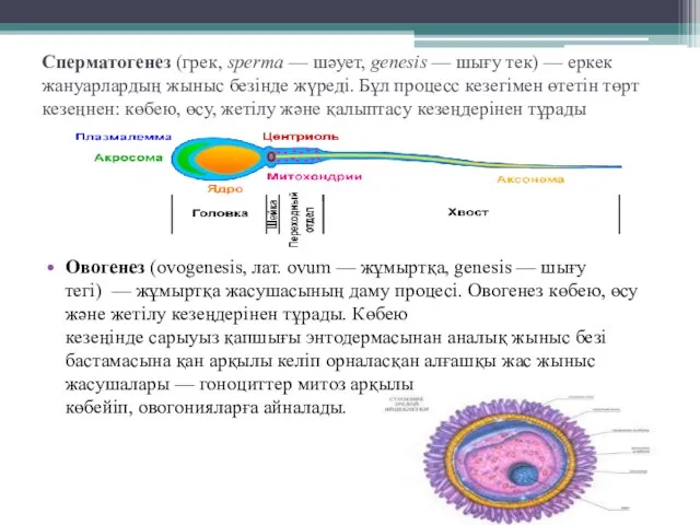 Сперматогенез (грек, sperma — шәует, genesis — шығу тек) — еркек