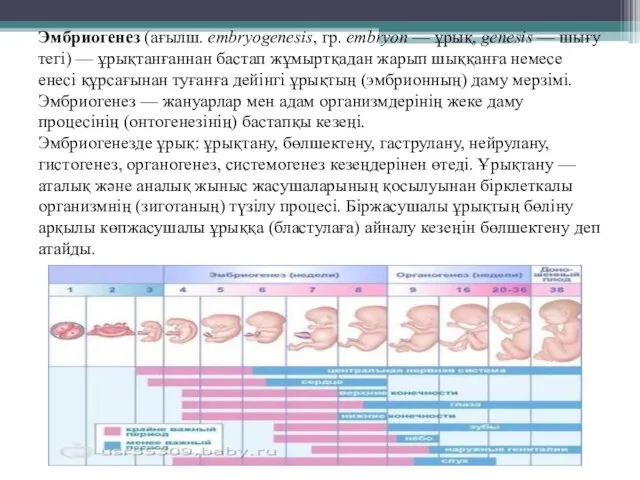 Эмбриогенез (ағылш. embryogenesis, гр. embryon — ұрық, genesis — шығу тегі)