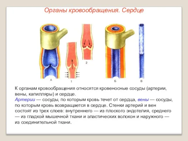 Органы кровообращения. Сердце К органам кровообращения относятся кровеносные сосуды (артерии, вены,