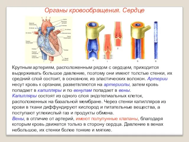 Органы кровообращения. Сердце Крупным артериям, расположенным рядом с сердцем, приходится выдерживать