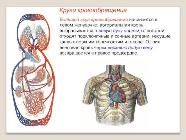 Круги кровообращения Большой круг кровообращения начинается в левом желудочке, артериальная кровь