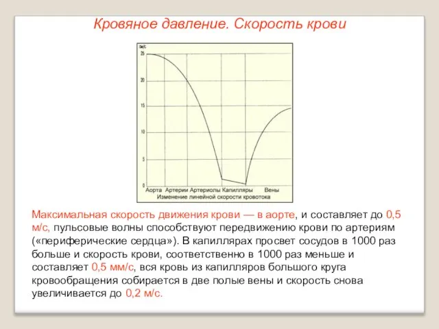 Кровяное давление. Скорость крови Максимальная скорость движения крови — в аорте,