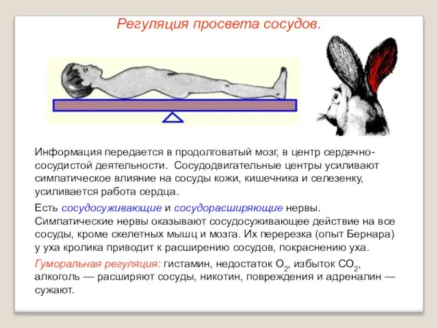 Регуляция просвета сосудов. Информация передается в продолговатый мозг, в центр сердечно-сосудистой