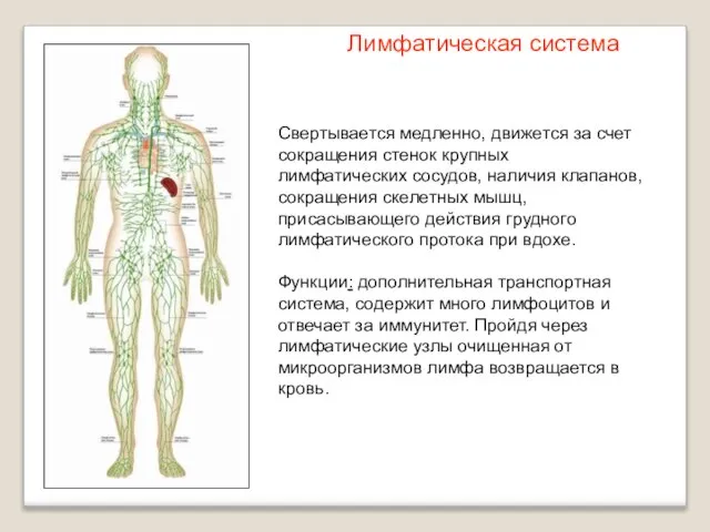 Свертывается медленно, движется за счет сокращения стенок крупных лимфатических сосудов, наличия