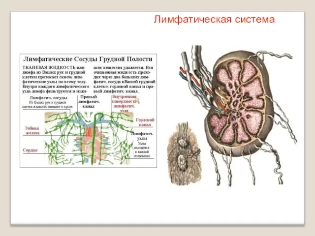 Лимфатическая система