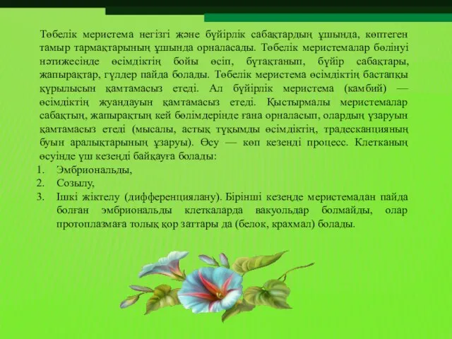 Төбелік меристема негізгі және бүйірлік сабақтардың ұшында, көптеген тамыр тармақтарының ұшында