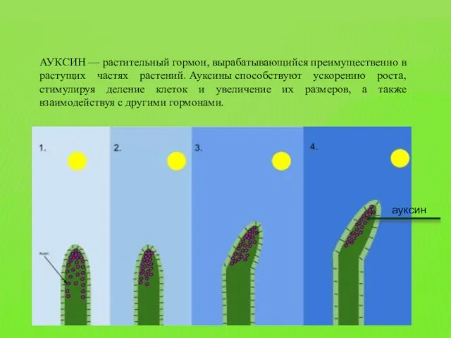 ауксин АУКСИН — растительный гормон, вырабатывающийся преимущественно в растущих частях растений.