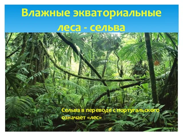 Влажные экваториальные леса - сельва Сельва в переводе с португальского означает «лес»»