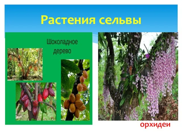 Растения сельвы орхидеи