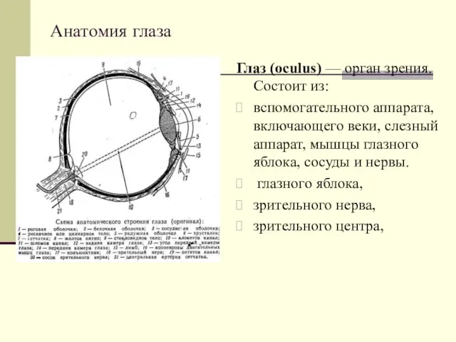 Анатомия глаза Глаз (oculus) — орган зрения. Состоит из: вспомогательного аппарата,