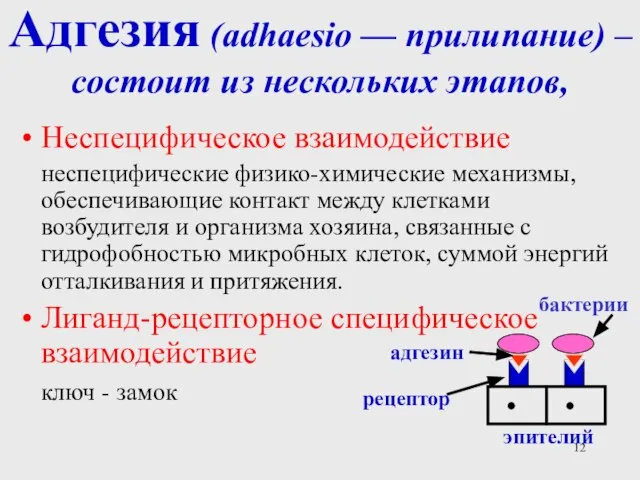 Адгезия (adhaesio — прилипание) – состоит из нескольких этапов, Неспецифическое взаимодействие