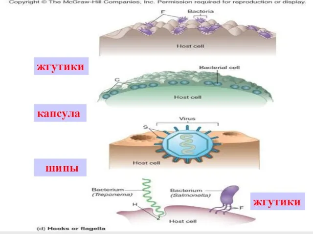 жгутики шипы капсула жгутики