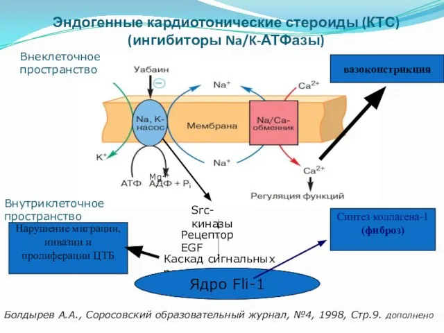 Эндогенные кардиотонические стероиды (КТС) (ингибиторы Na/K-АТФазы) Внеклеточное пространство Внутриклеточное пространство Src-киназы