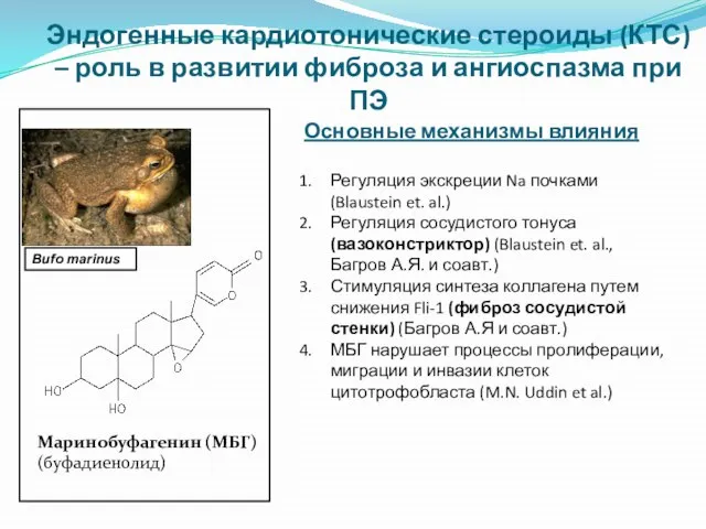 Маринобуфагенин (МБГ) (буфадиенолид) Bufo marinus Основные механизмы влияния Регуляция экскреции Na