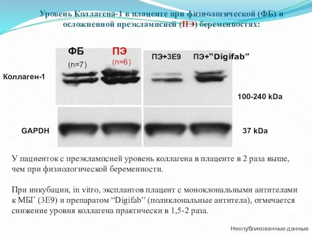 ФБ (n=7) ПЭ (n=6) ПЭ+3Е9 ПЭ+“Digifab” 100-240 kDa 37 kDa GAPDH