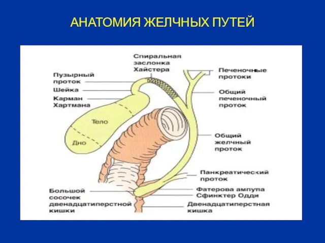 АНАТОМИЯ ЖЕЛЧНЫХ ПУТЕЙ