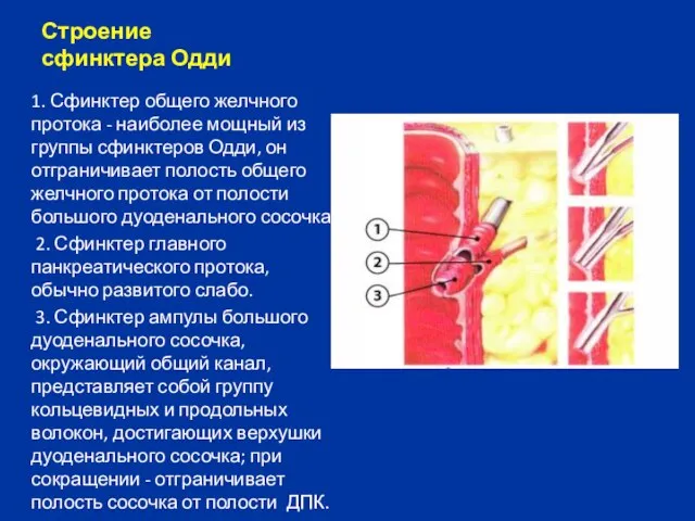 Строение сфинктера Одди 1. Сфинктер общего желчного протока - наиболее мощный